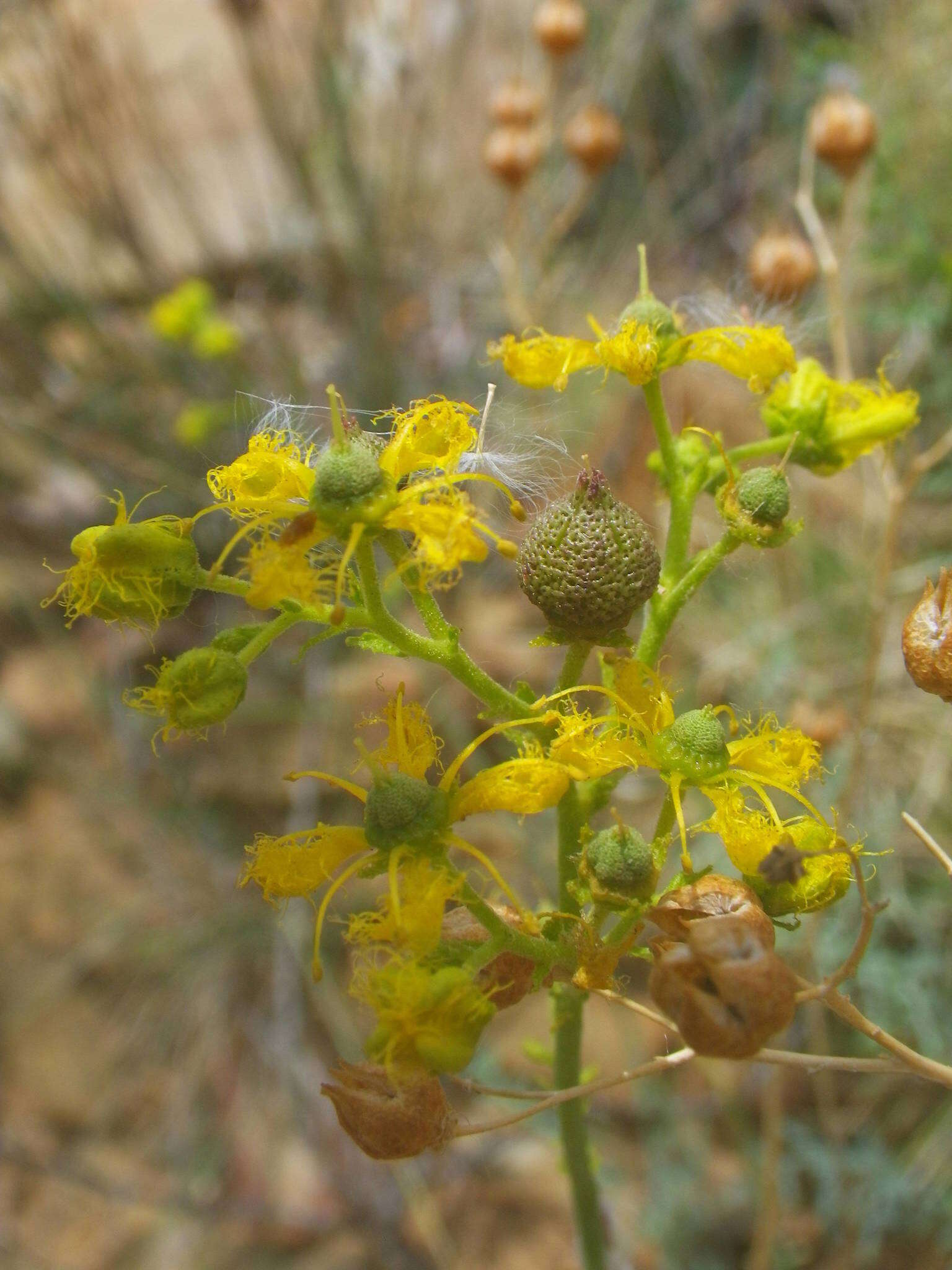 Sivun Ruta angustifolia Pers. kuva