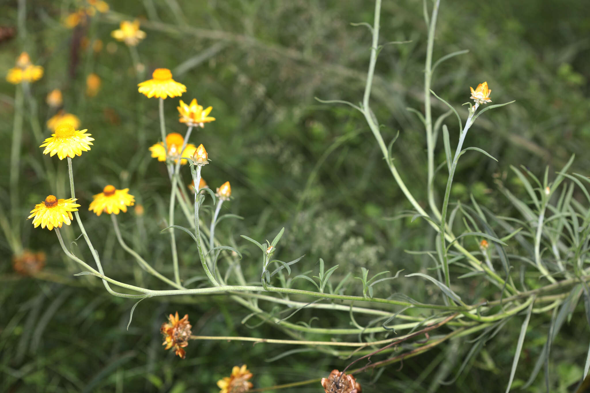 Image of Xerochrysum bracteatum (Vent.) Tzvelev