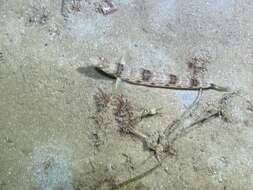 Image of California lizardfish