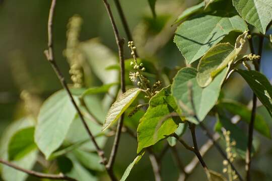 Слика од Croton francoanus Müll. Arg.