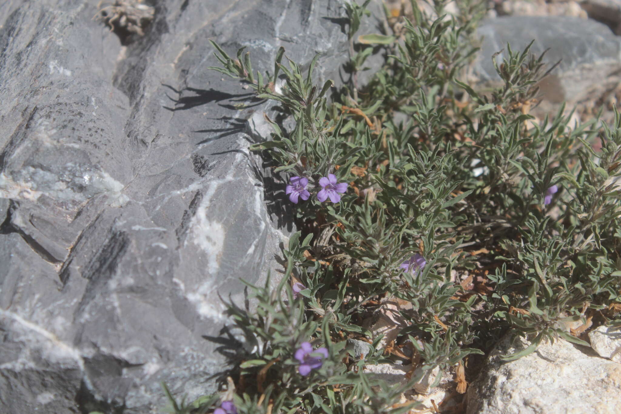 Sivun Dyschoriste decumbens (A. Gray) Kuntze kuva