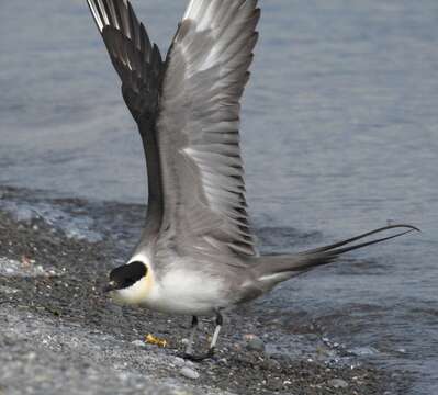 Image of Long-tailed Jaeger