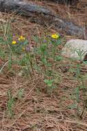 Image of mountain oxeye