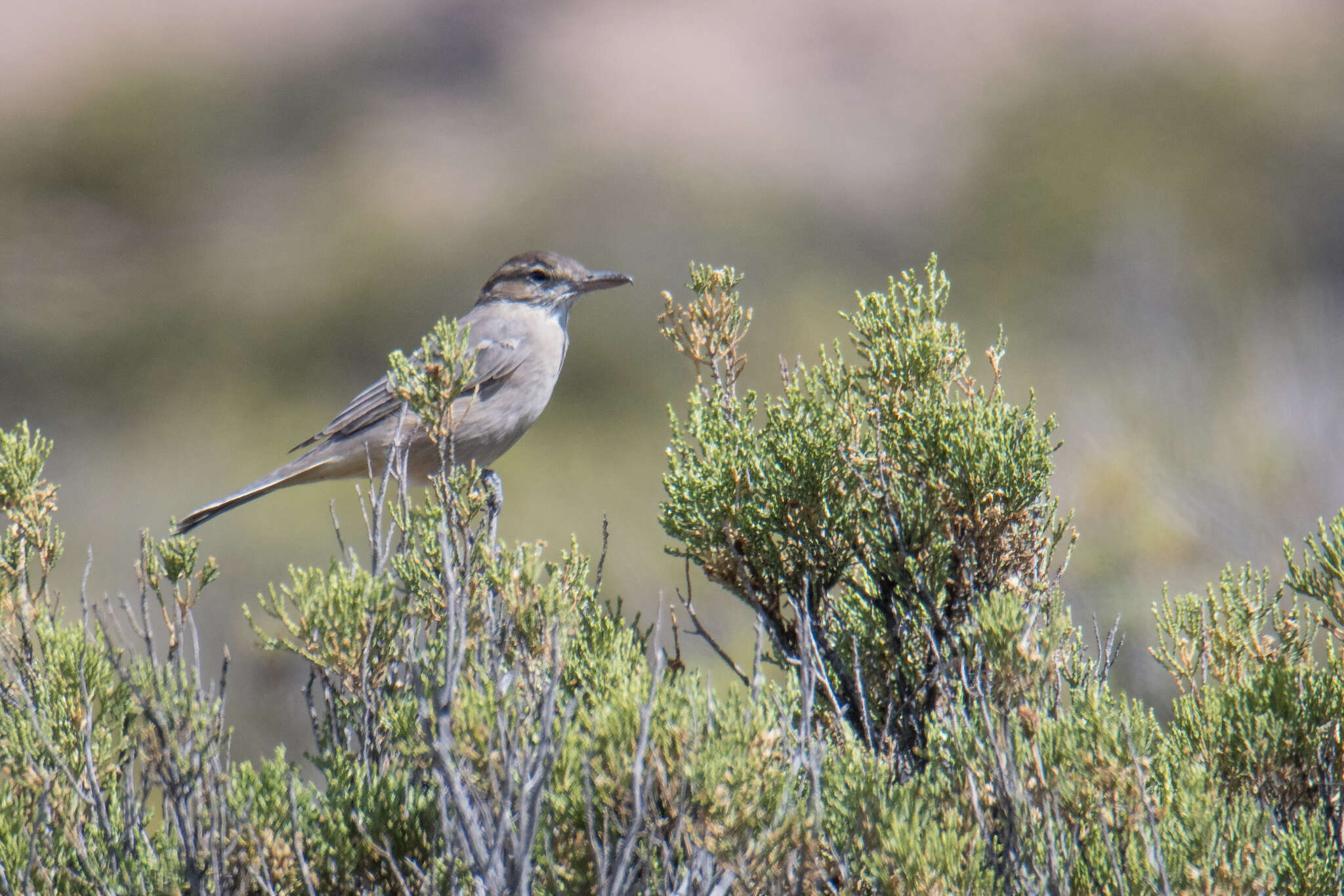 Image of Gray-bellied Shrike-Tyrant