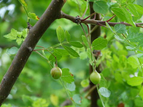 Image of Bursera laxiflora S. Wats.