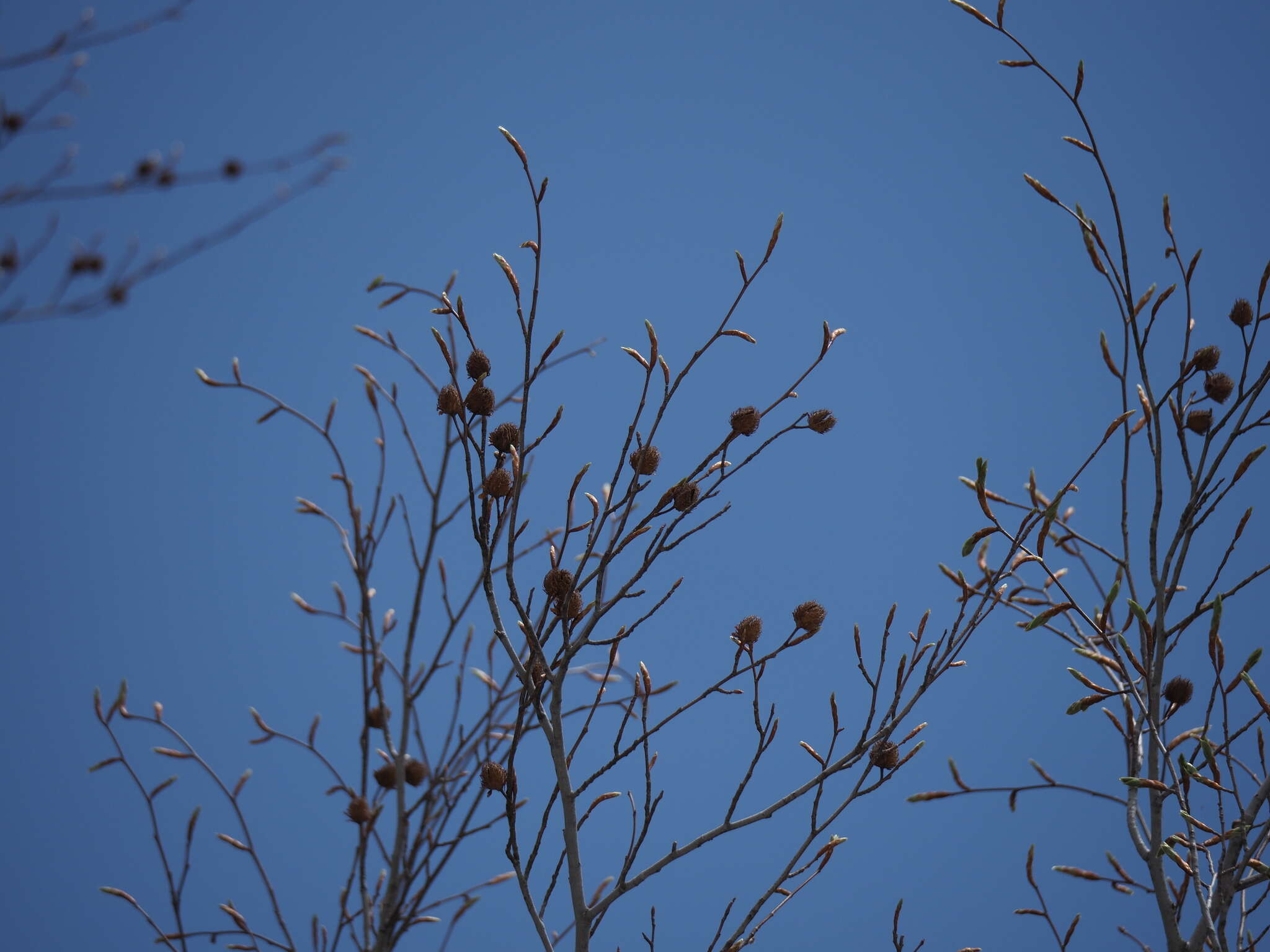 Image de Fagus crenata Blume