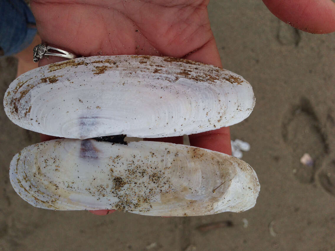 Image of Pacific razor clam