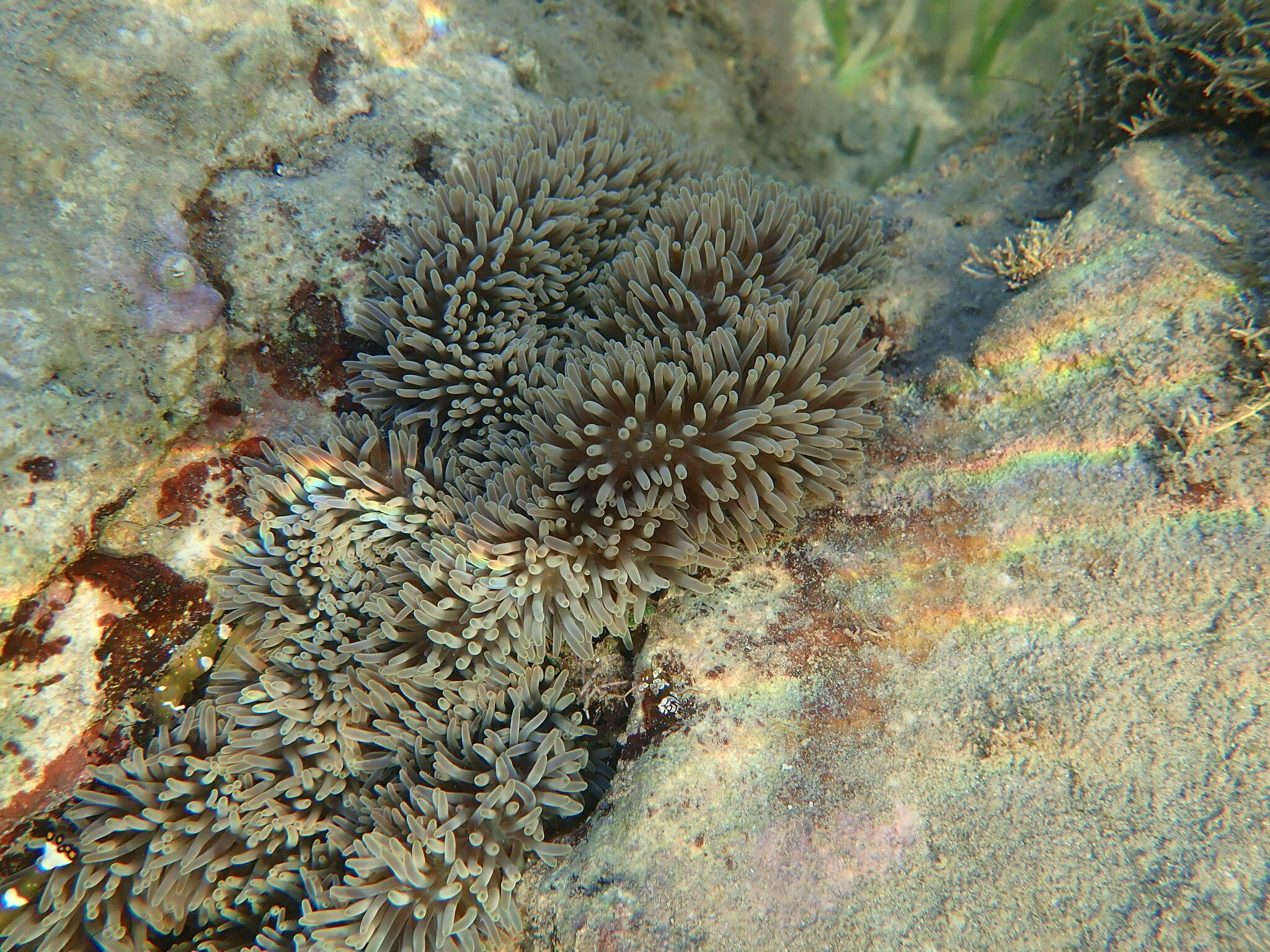 Image of Gigantic sea anemone