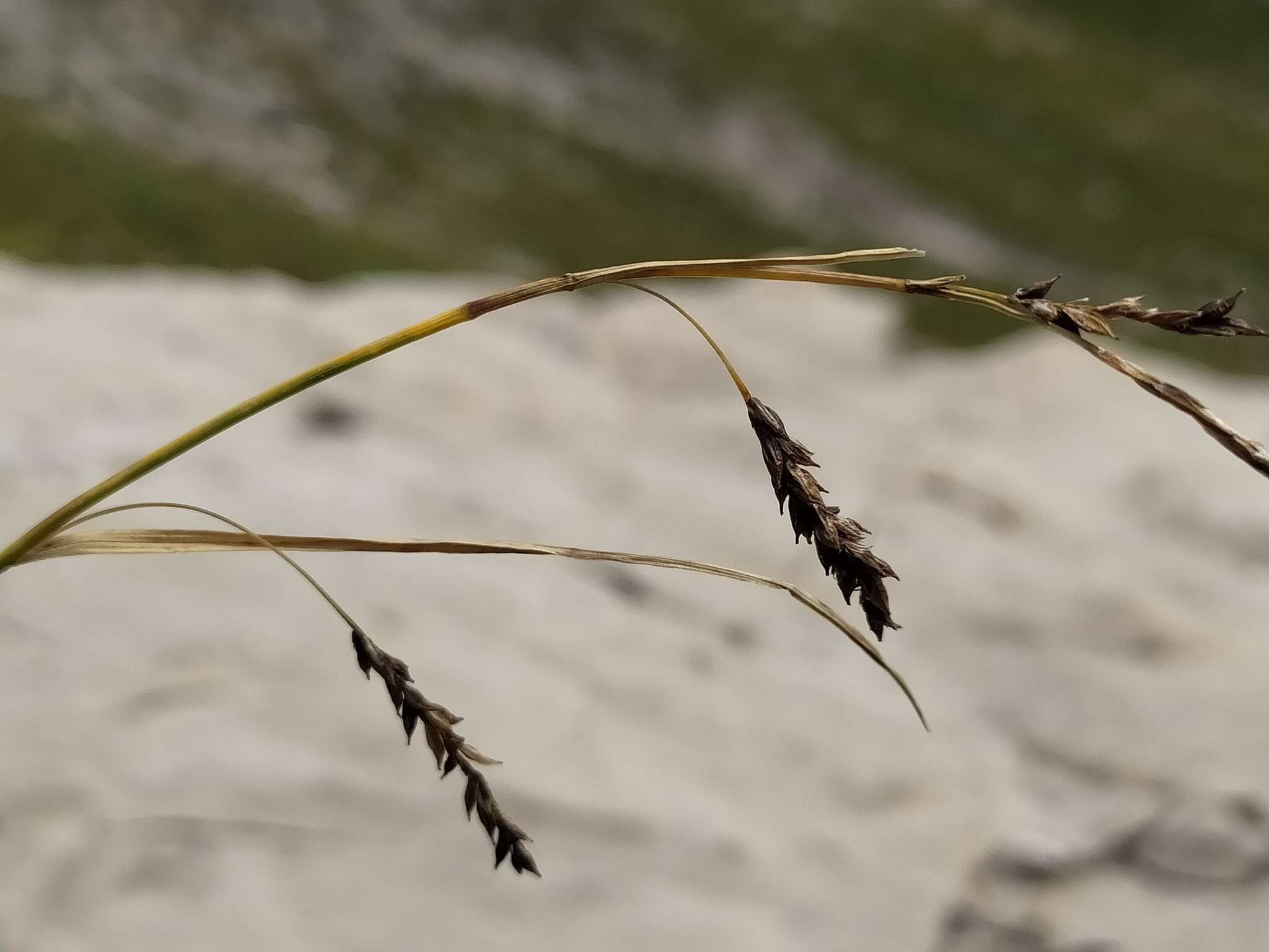 Image de Carex ferruginea Scop.