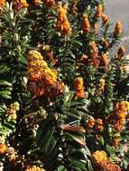 Buddleja coriacea Remy resmi