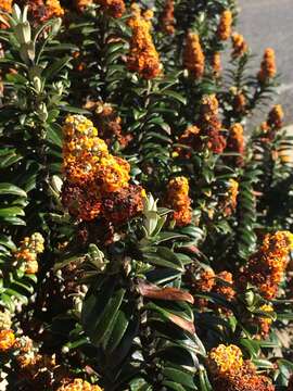 Image of Buddleja coriacea Remy