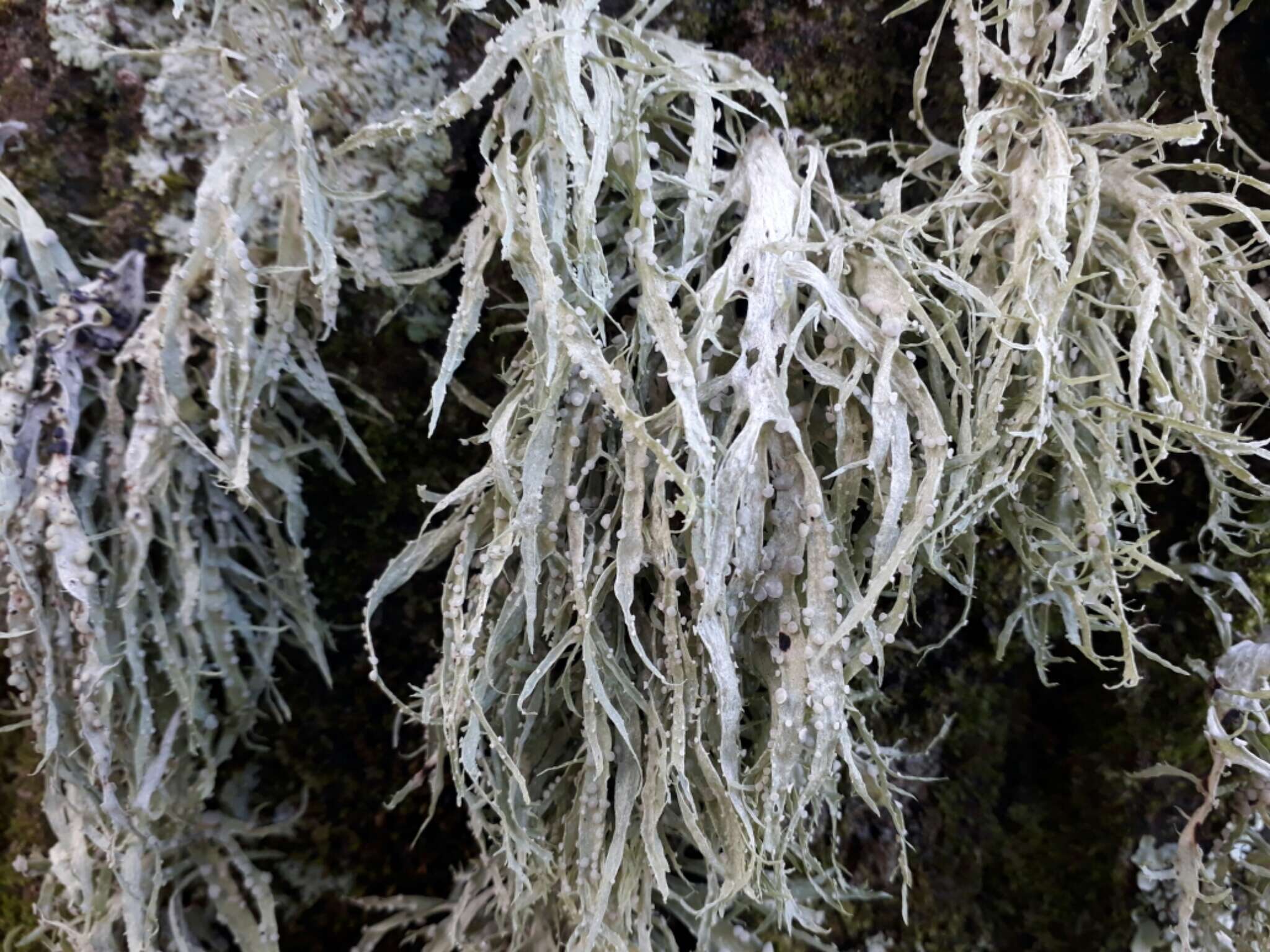 Image of cartilage lichen