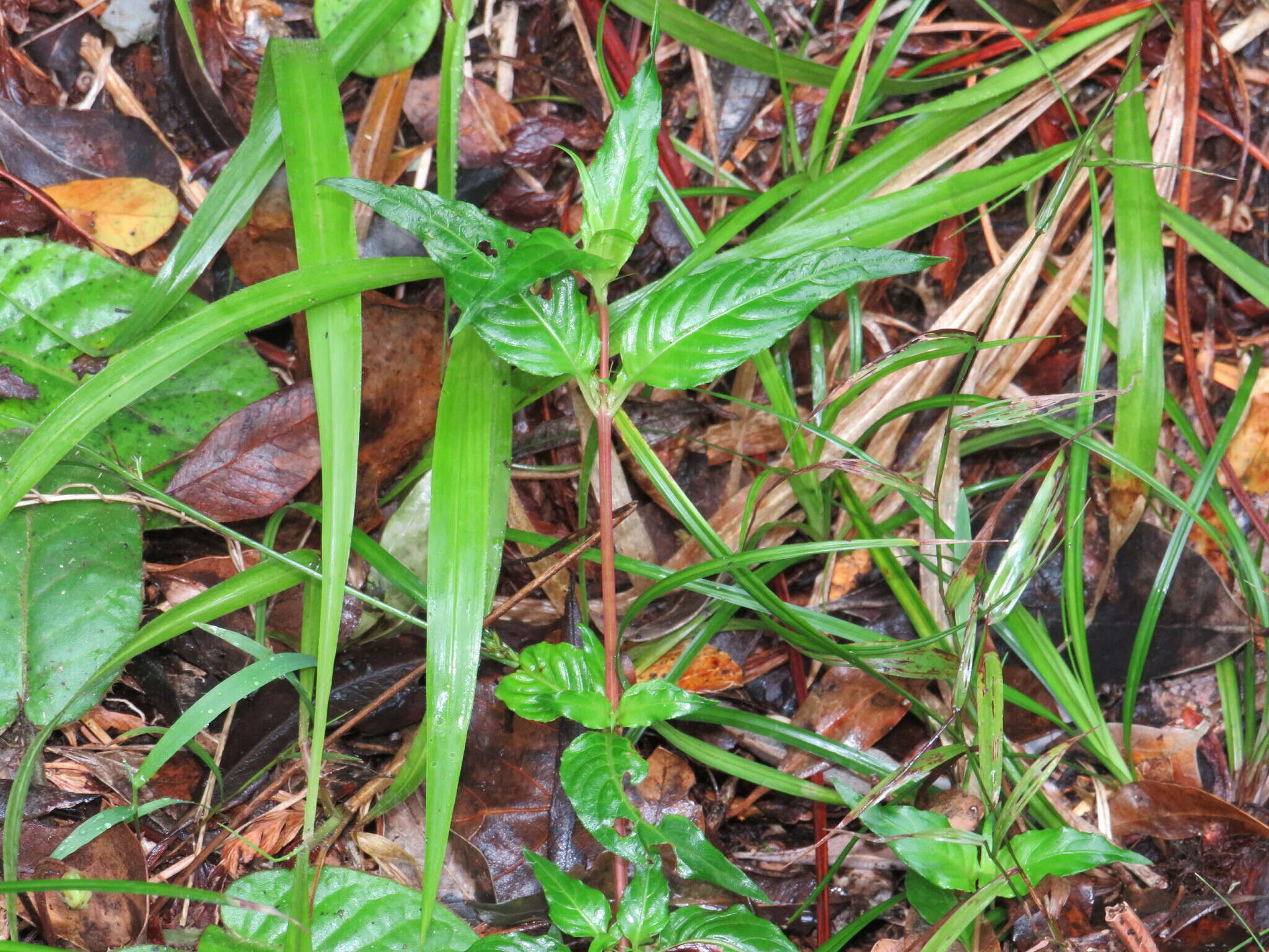 Image of Galopina circaeoides Thunb.