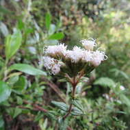 Image of Chromolaena bullata (Klatt) R. King & H. Rob.