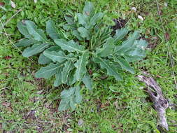 Image of Magydaris panacifolia (Vahl) Lange