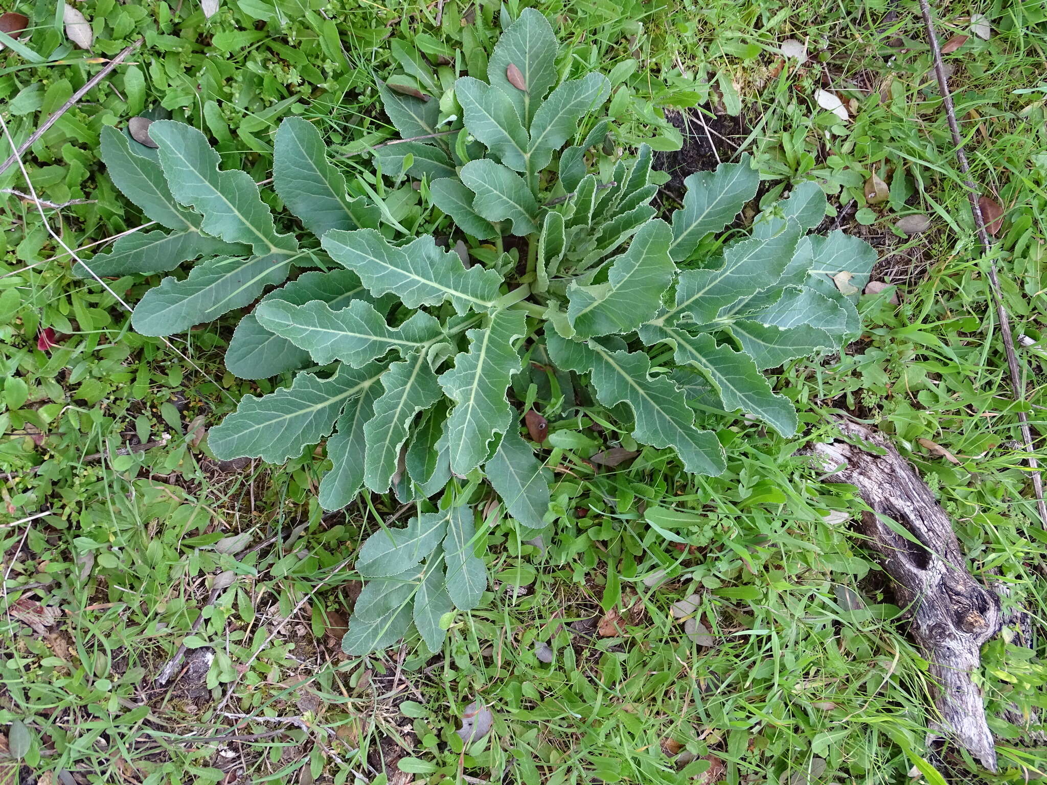 Plancia ëd Magydaris panacifolia (Vahl) Lange