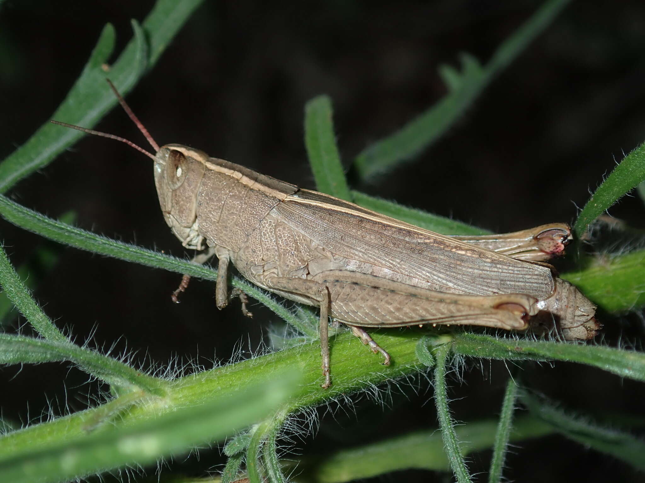 Apotropis tricarinata (Stål 1878) resmi