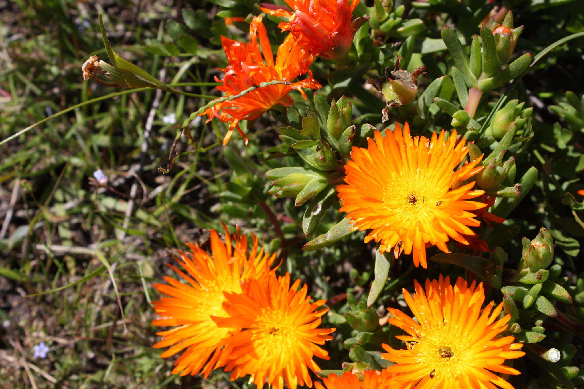 Image of Lampranthus aureus (L.) N. E. Br.