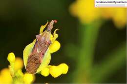 Plancia ëd Cnizocoris sinensis Kormilev 1957