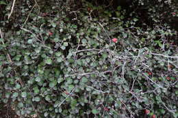 Image of Corokia