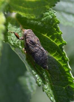 Image of Herrera lugubrina (Stal 1864)