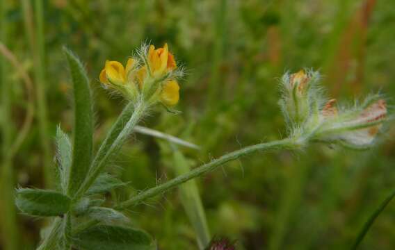 Image of <i>Anthyllis circinnata</i>