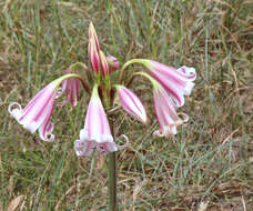 Image of Crinum lineare L. fil.