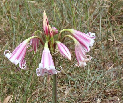 Image of Crinum lineare L. fil.