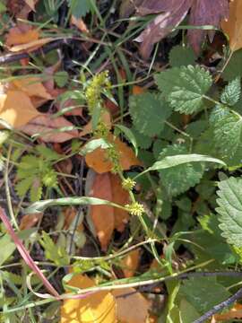 Sivun Rumex rossicus Murb. kuva