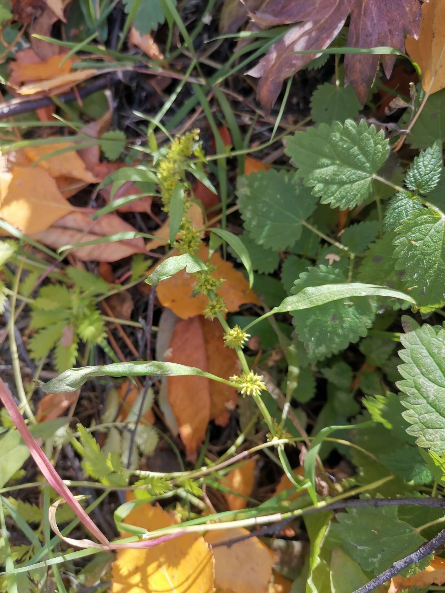 Imagem de Rumex rossicus Murb.