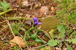 Sivun Romulea linaresii subsp. graeca Bég. kuva