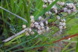 Image of Rincon Ridge ceanothus