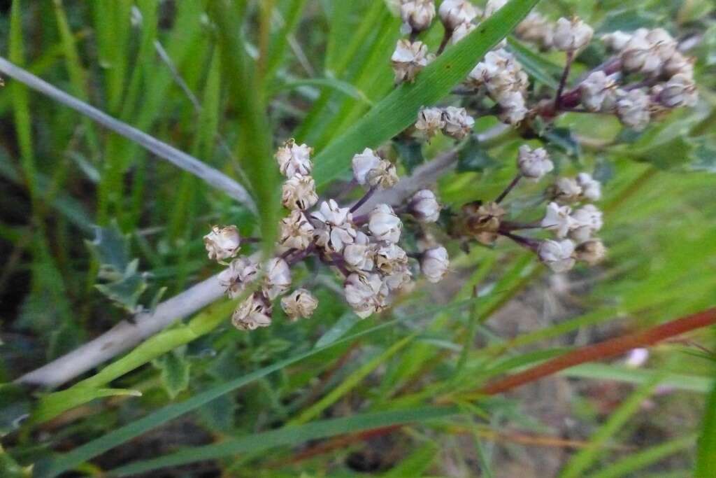 Image of Rincon Ridge ceanothus