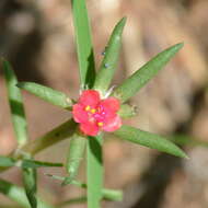 Image of Portulaca kermesina N. E. Brown