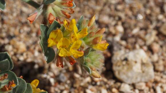 Image of <i>Acmispon argophyllus</i>