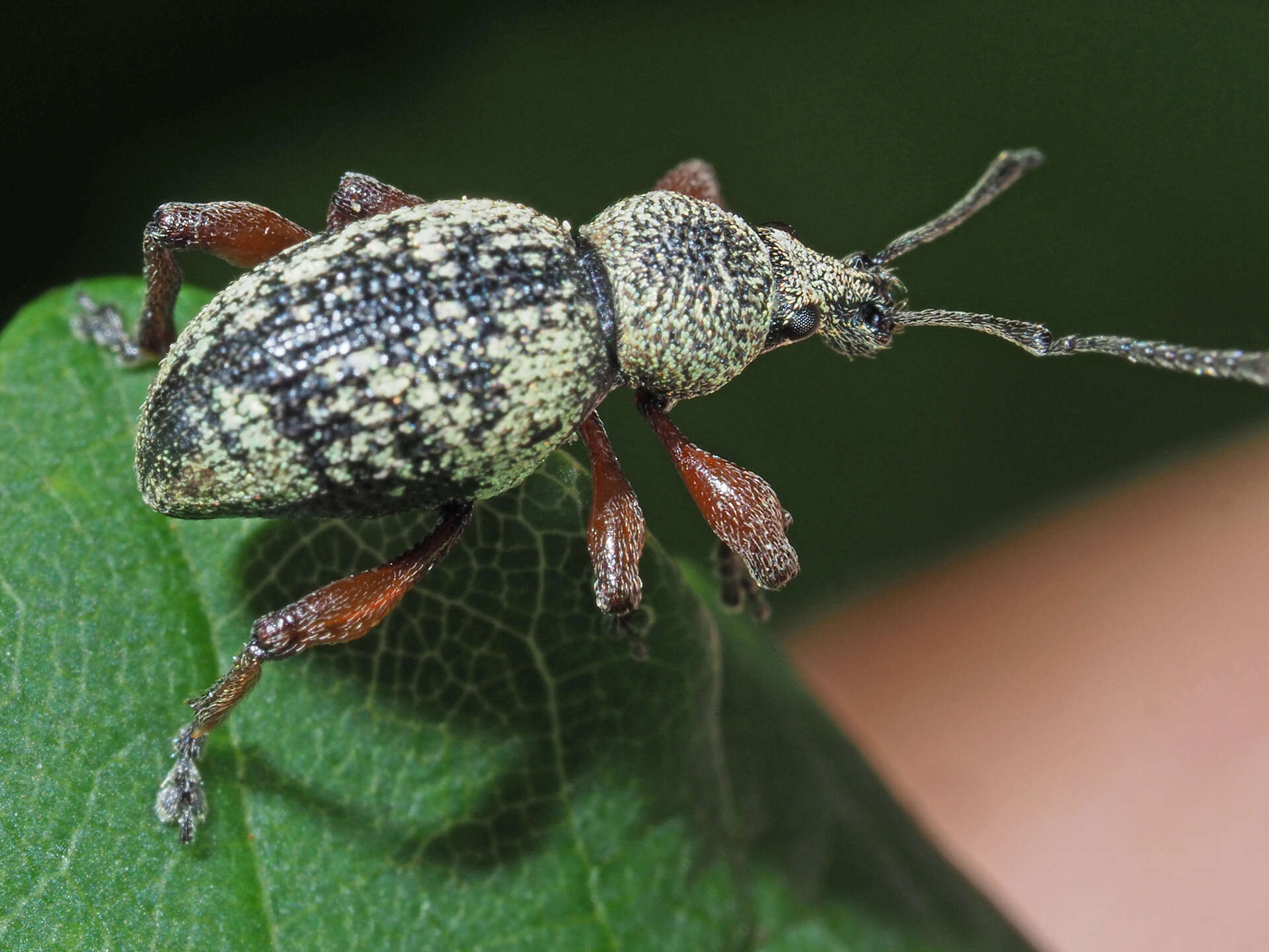 Imagem de Otiorhynchus (Majetnecus) lepidopterus (Fabricius 1794)