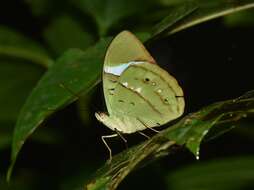 Imagem de Nessaea batesii Felder 1860