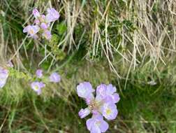 Sivun Euphrasia collina subsp. diversicolor W. R. Barker kuva