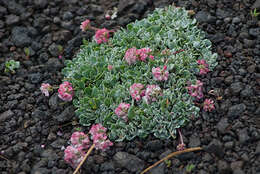 Image of Steens Mountain cushion buckwheat