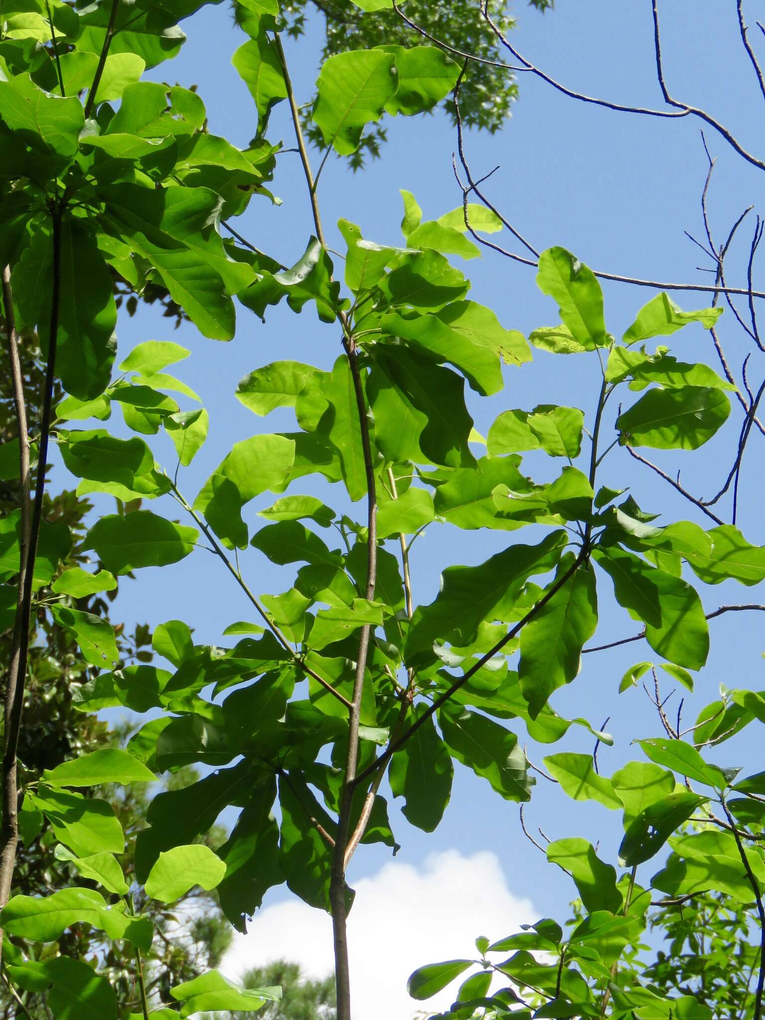 Image of pyramid magnolia