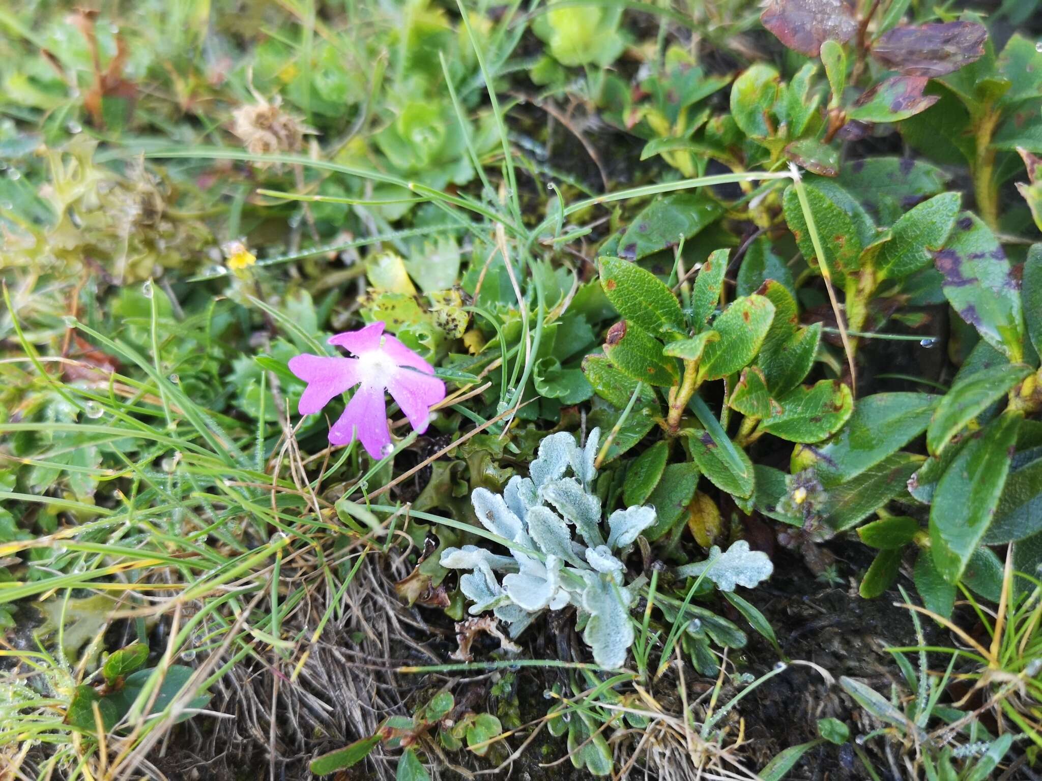 Image of Primula minima L.