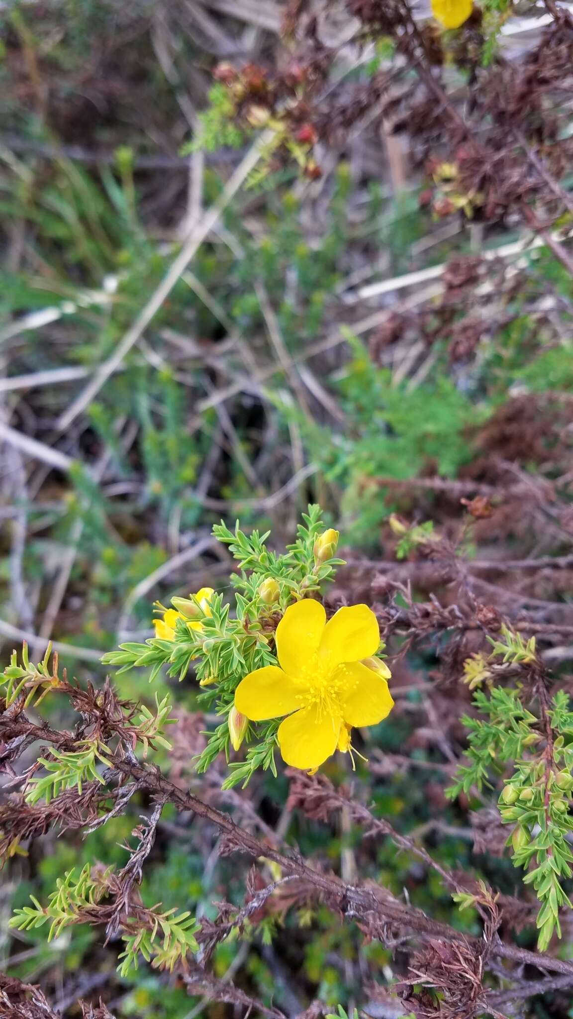 Image de Hypericum laricifolium Juss.