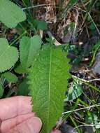 Sivun Parthenium auriculatum Britt. kuva