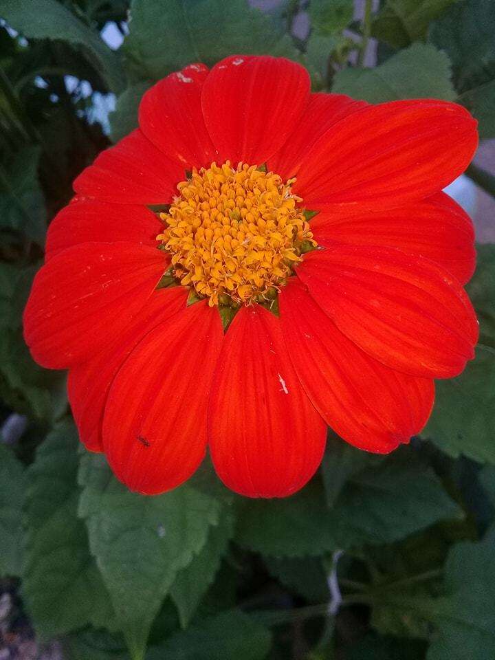 صورة Tithonia rotundifolia (P. Mill.) Blake