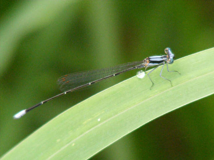 Image of Common Threadtail