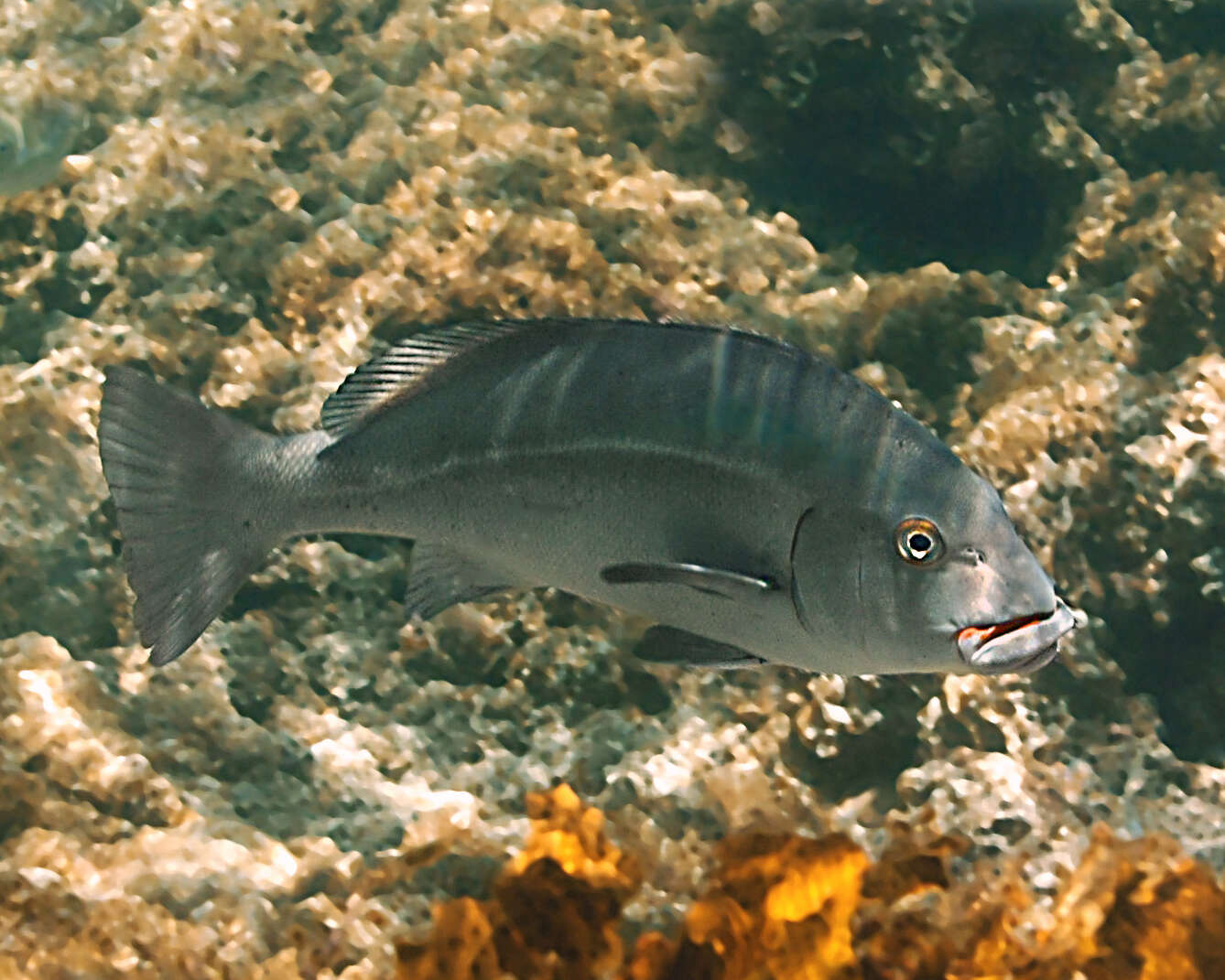 Sivun Plectorhinchus caeruleonothus Johnson & Wilmer 2015 kuva