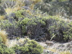 Image of Cinnamon-bellied Ground Tyrant