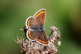 Image of brown argus