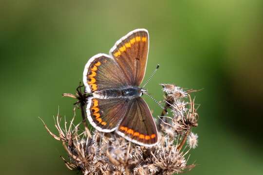 Image of brown argus