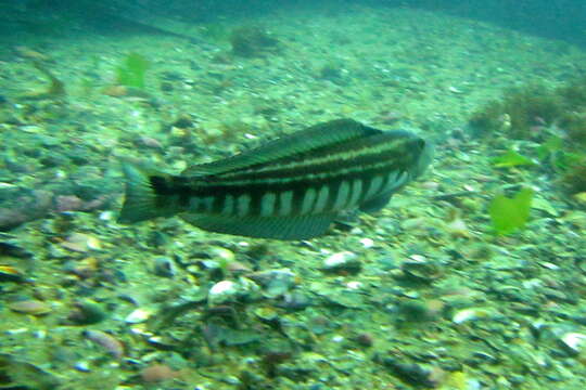 Image of Brazilian sandperch